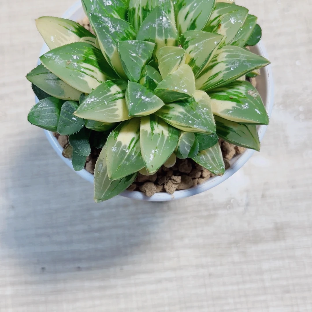 姬寿锦多肉植物666