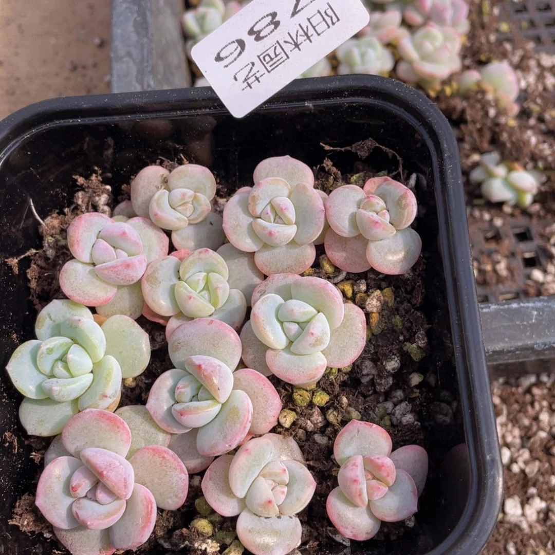?**?多肉植物多肉植物786
