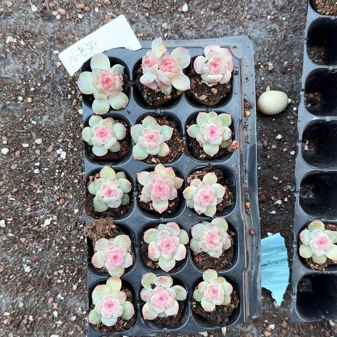 小幸运一物一拍专拍