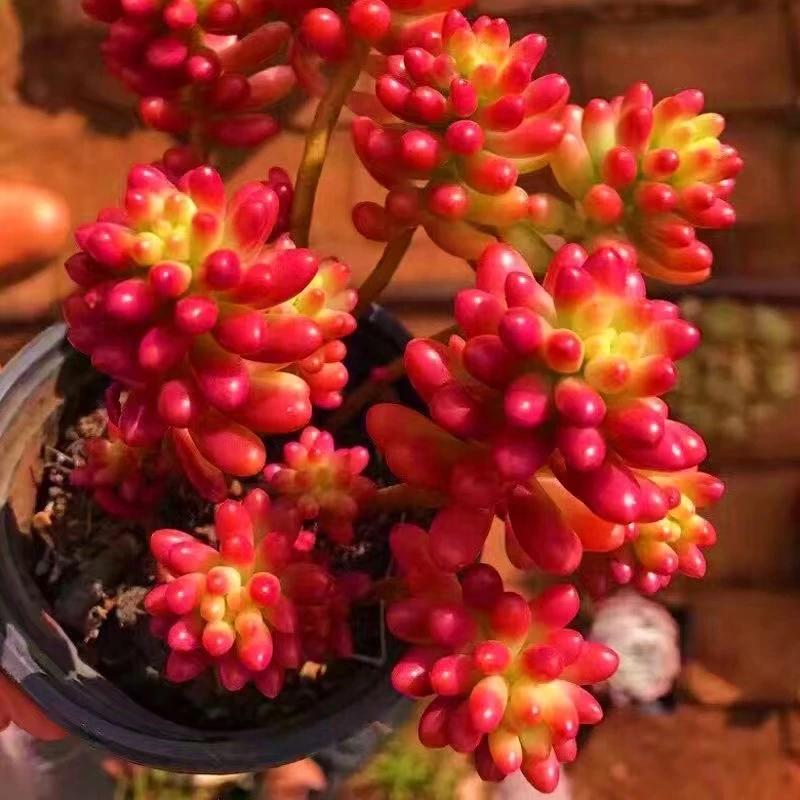 转运珠多肉植物【满15包邮】