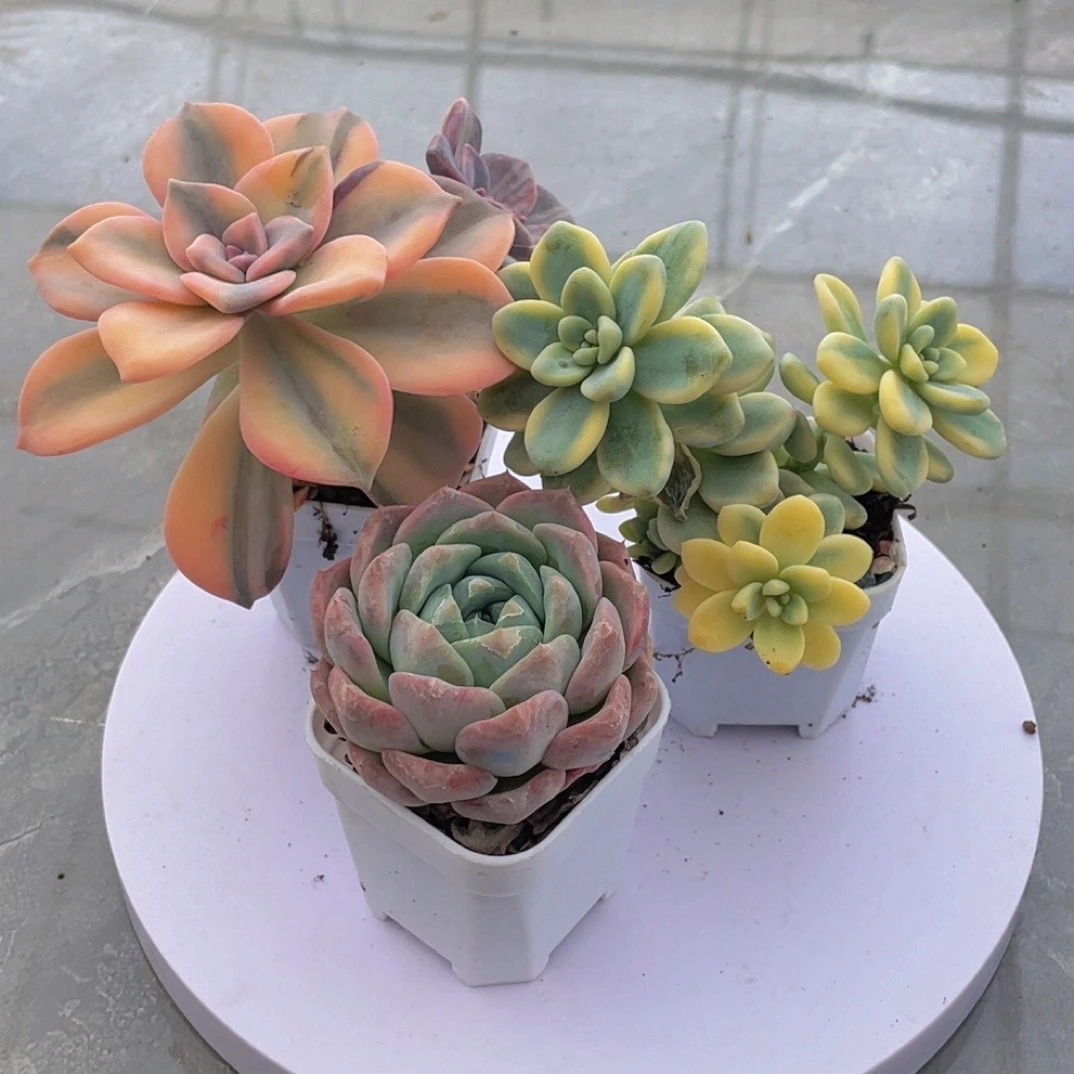小精品多肉植物组合盆栽好养新手室内阳台带盆带土