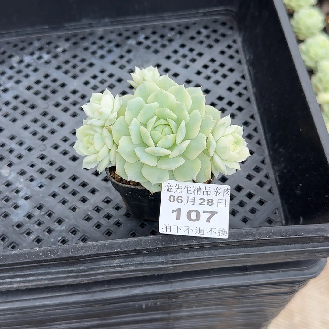 怡***洛0628-107静夜锦单头