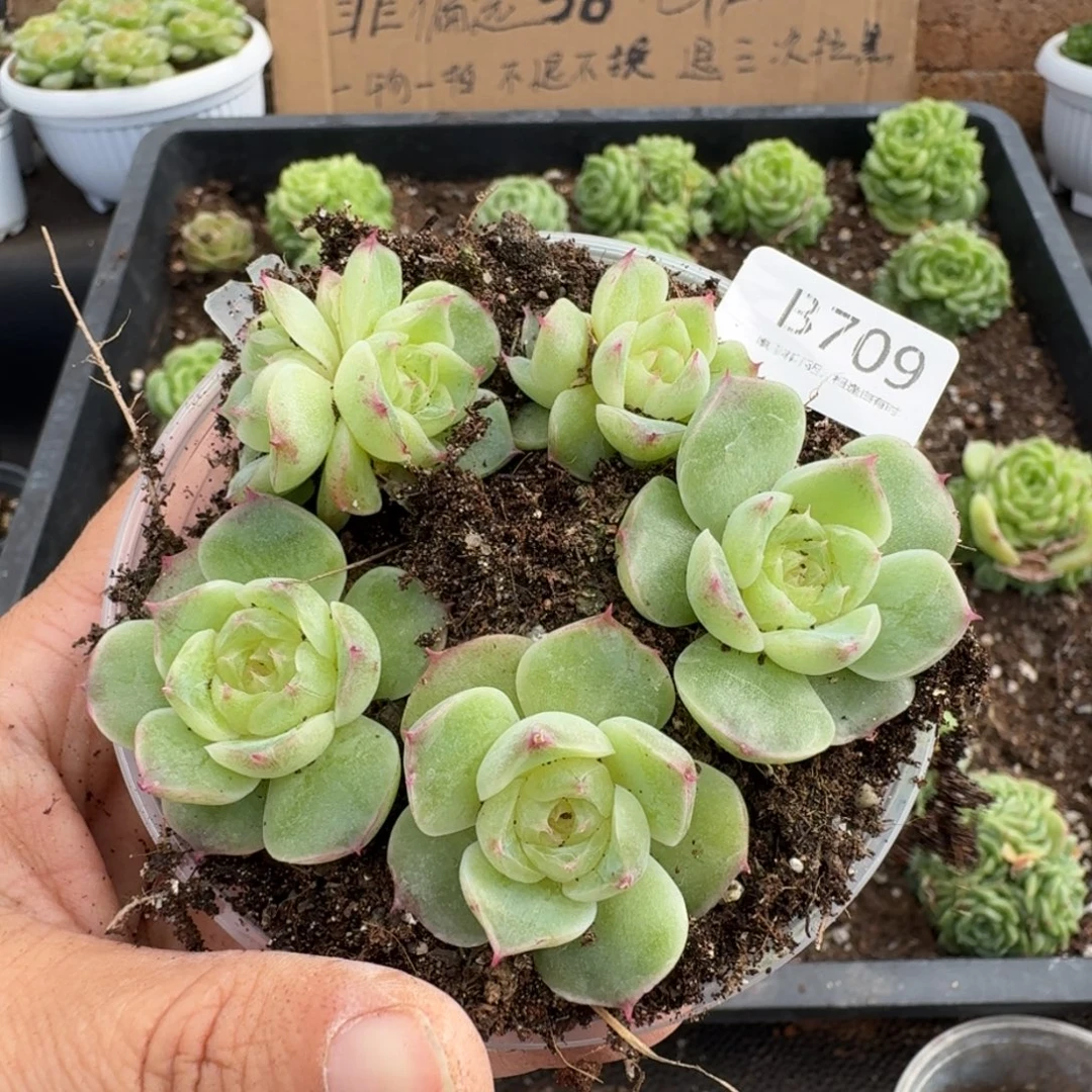 一物一拍一物一拍1026-709