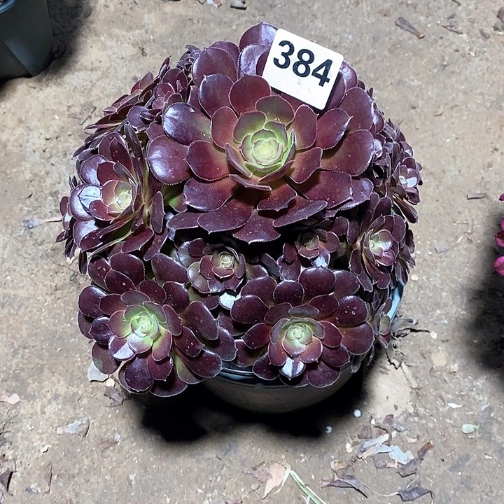 法师植物一物一拍384