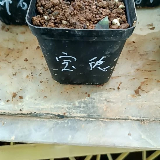 浙***5无花朵宝德扦插苗