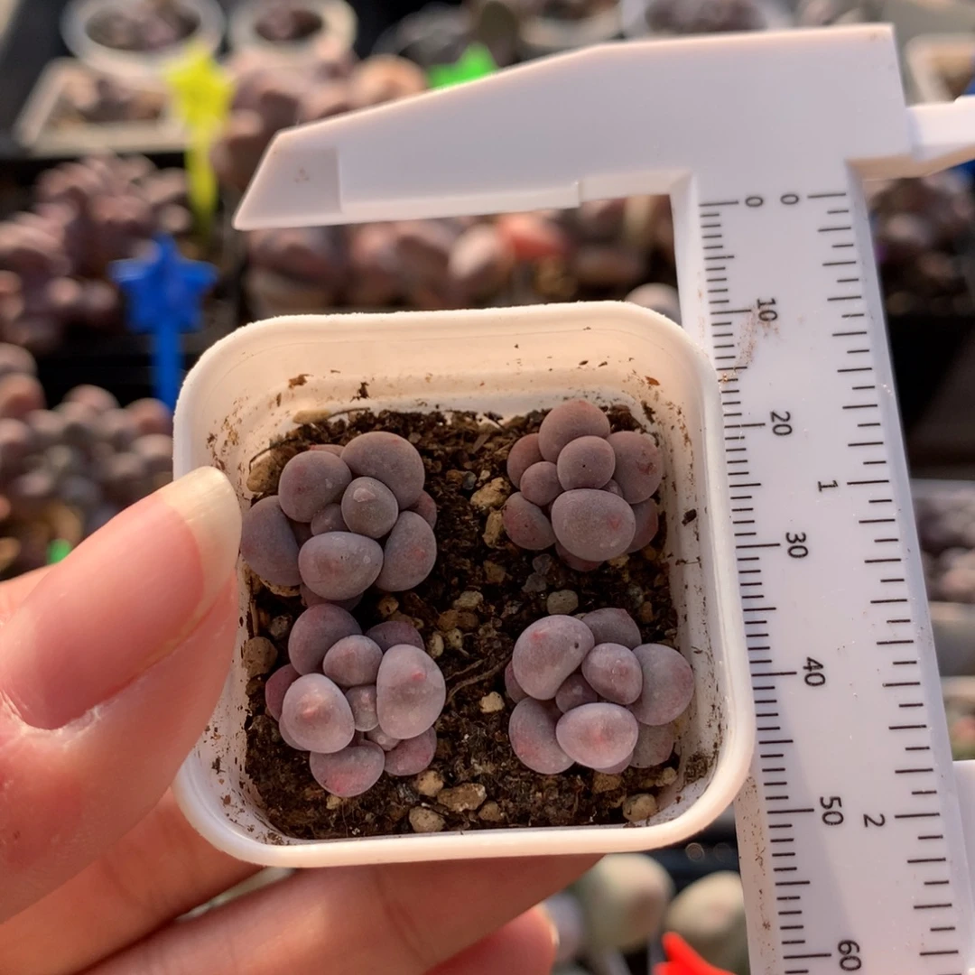 小奶包奶酪多肉植物