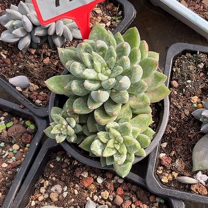 多肉植物翡翠暗纹美人729