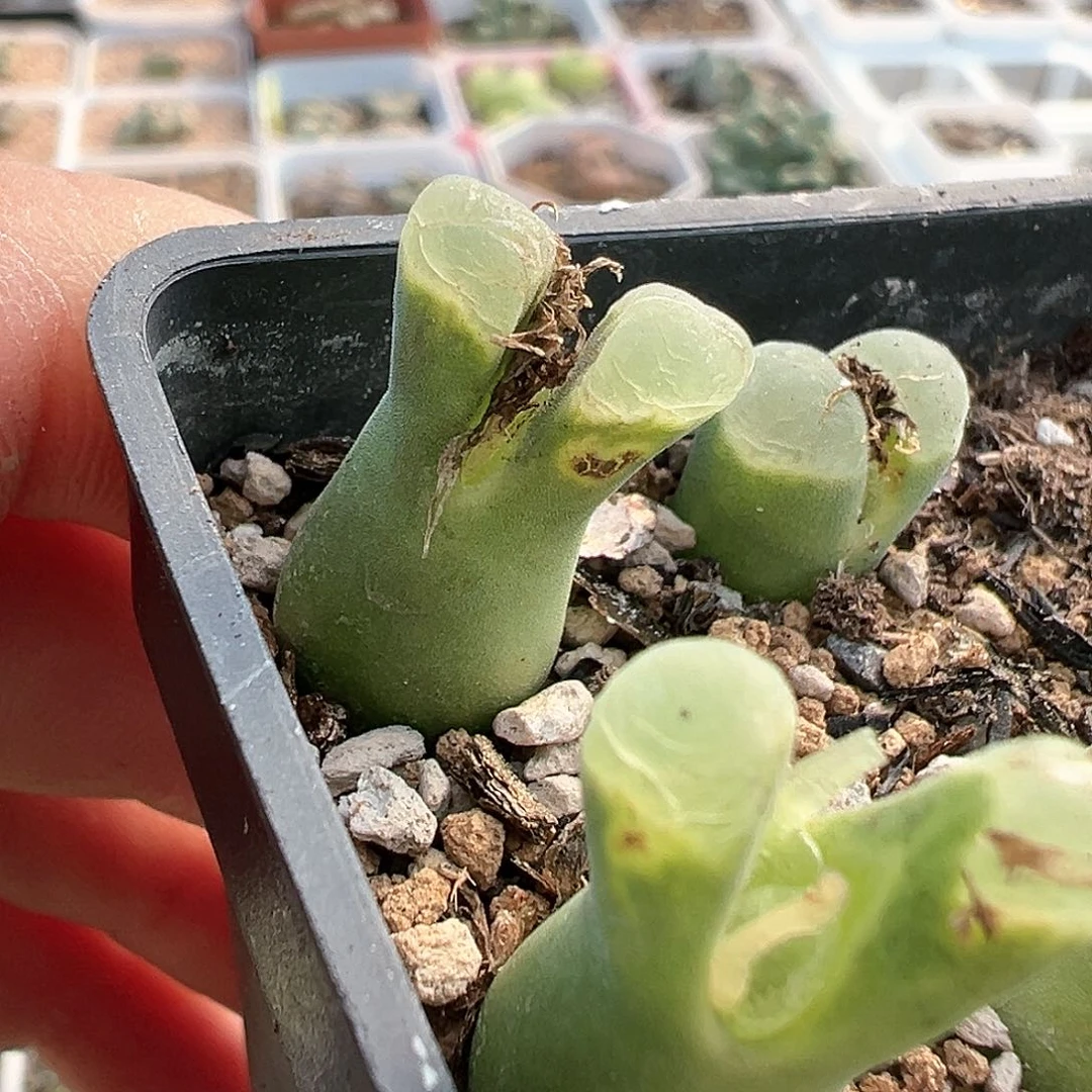 极窗佛度 1802.8 多肉肉锥