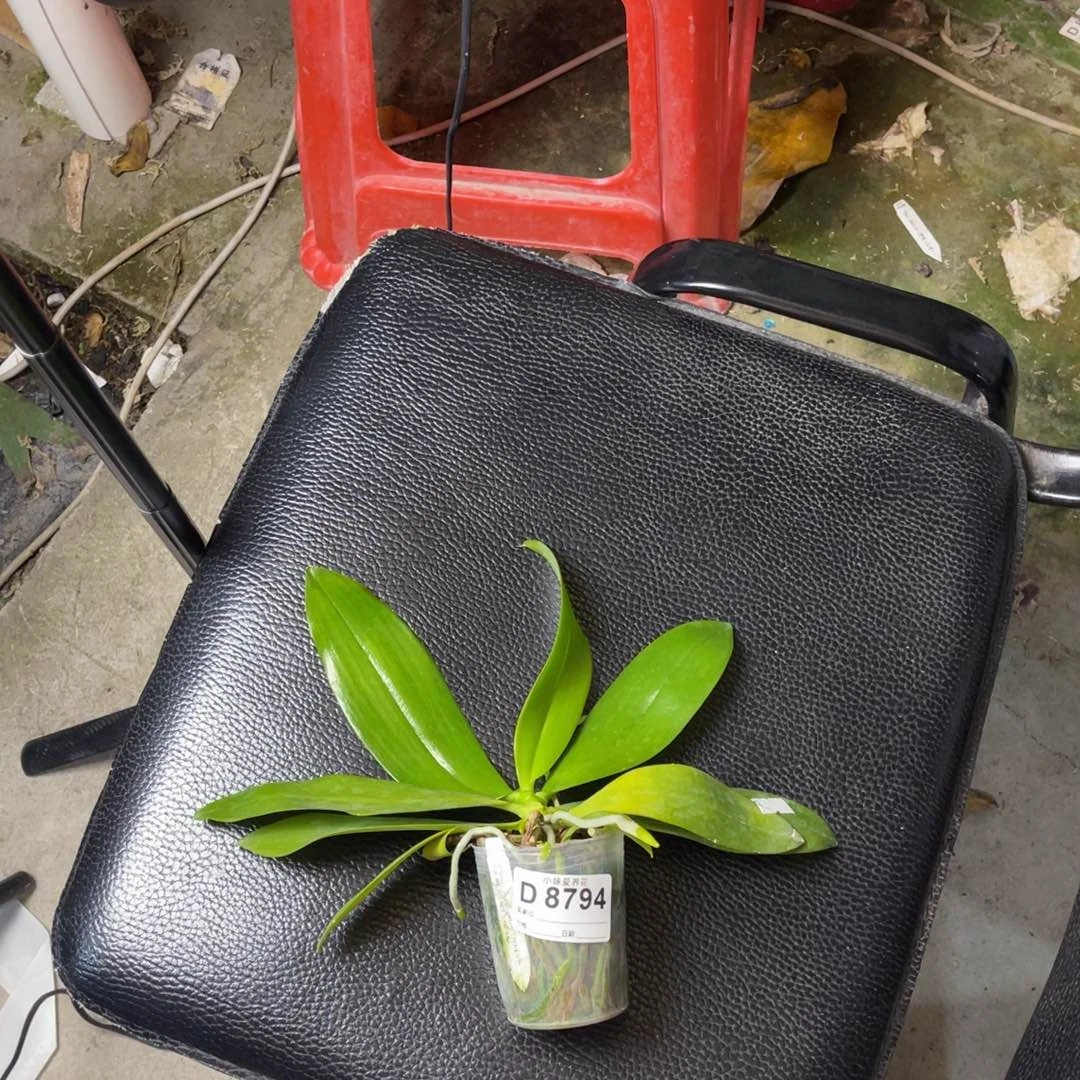 馨***无花朵蝴蝶兰原生