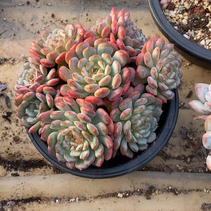 玲***姐多肉植物一物一拍