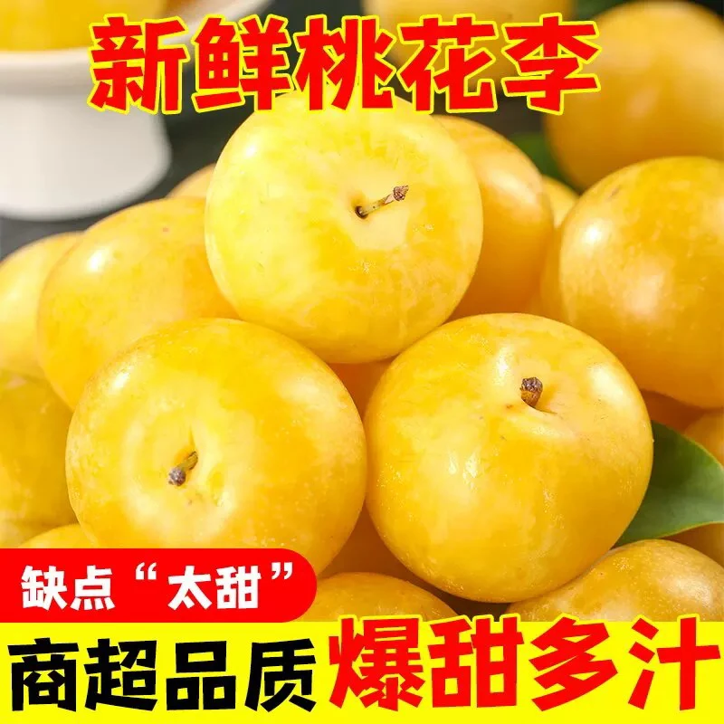 正宗四川冰糖李桃花李应季新鲜蜂糖蜜李水果