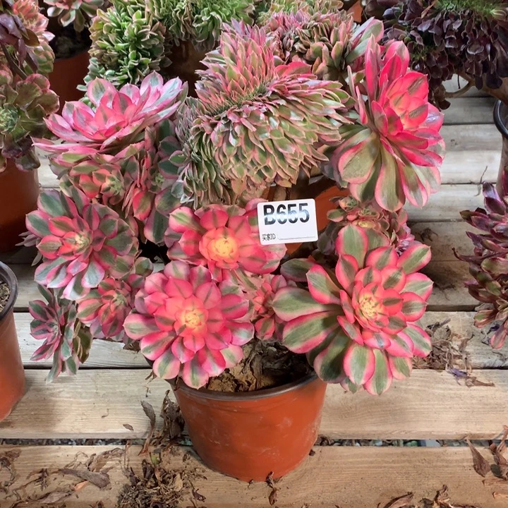 655倾城缀多肉法师