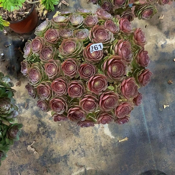 豆**爸多肉万圣节261000