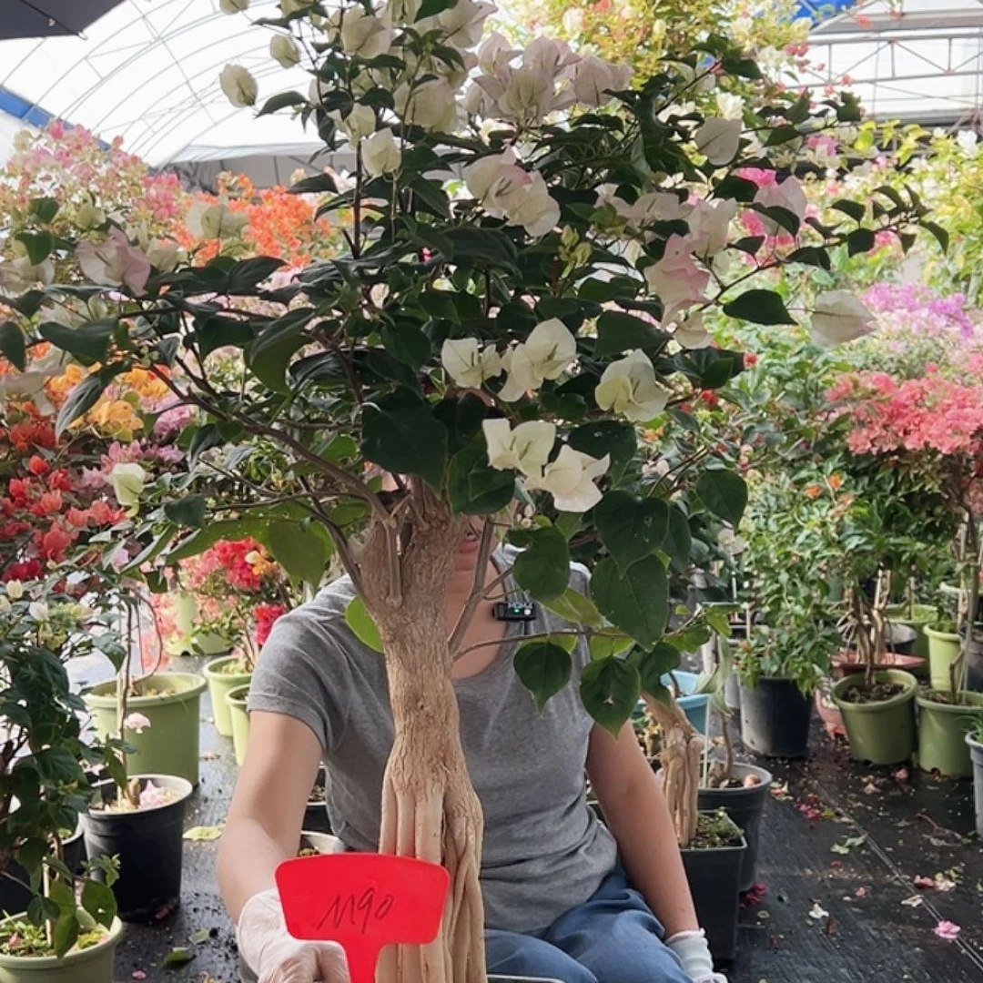 ****妳大部分花苞少量开放M90绿樱