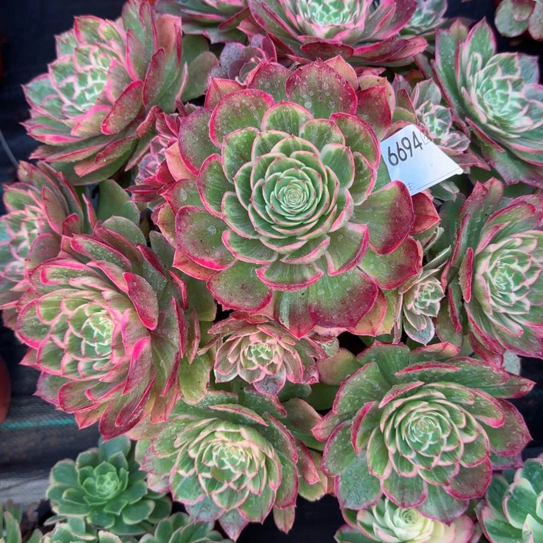熙*6694莲花座多肉多肉