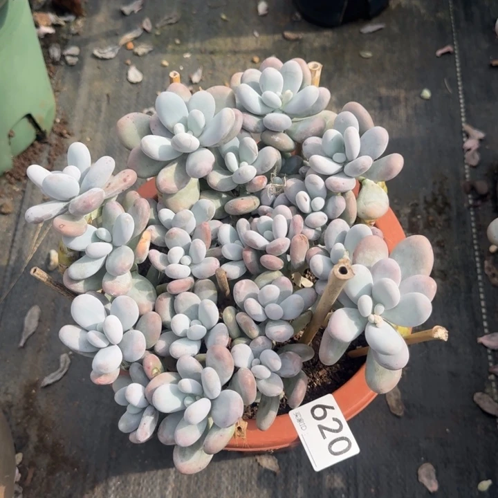 云南多肉620号奶酪