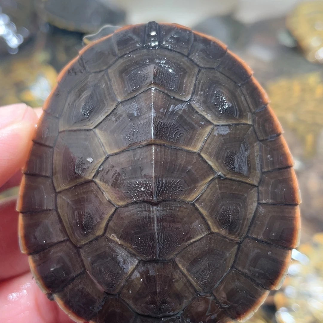 宠物龟不分公母6.5