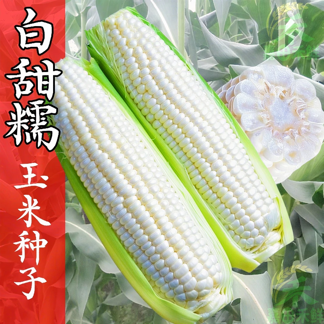 :国审鲜食大棒型白甜糯玉米种子糯苞谷种子春秋播种甜加糯玉米种