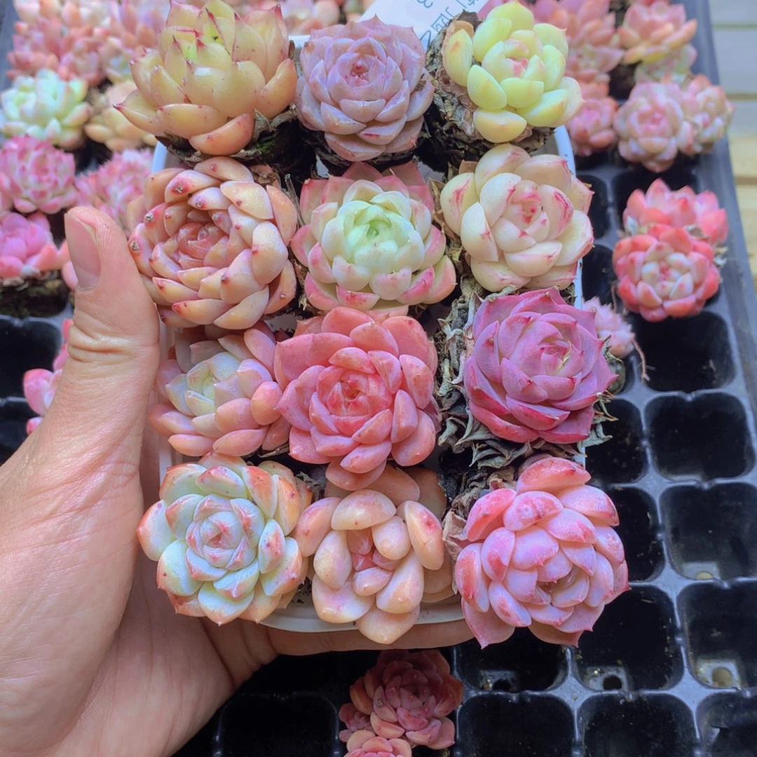 我要去看你了啊053