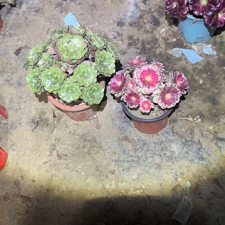 不包侧枝一物一拍6