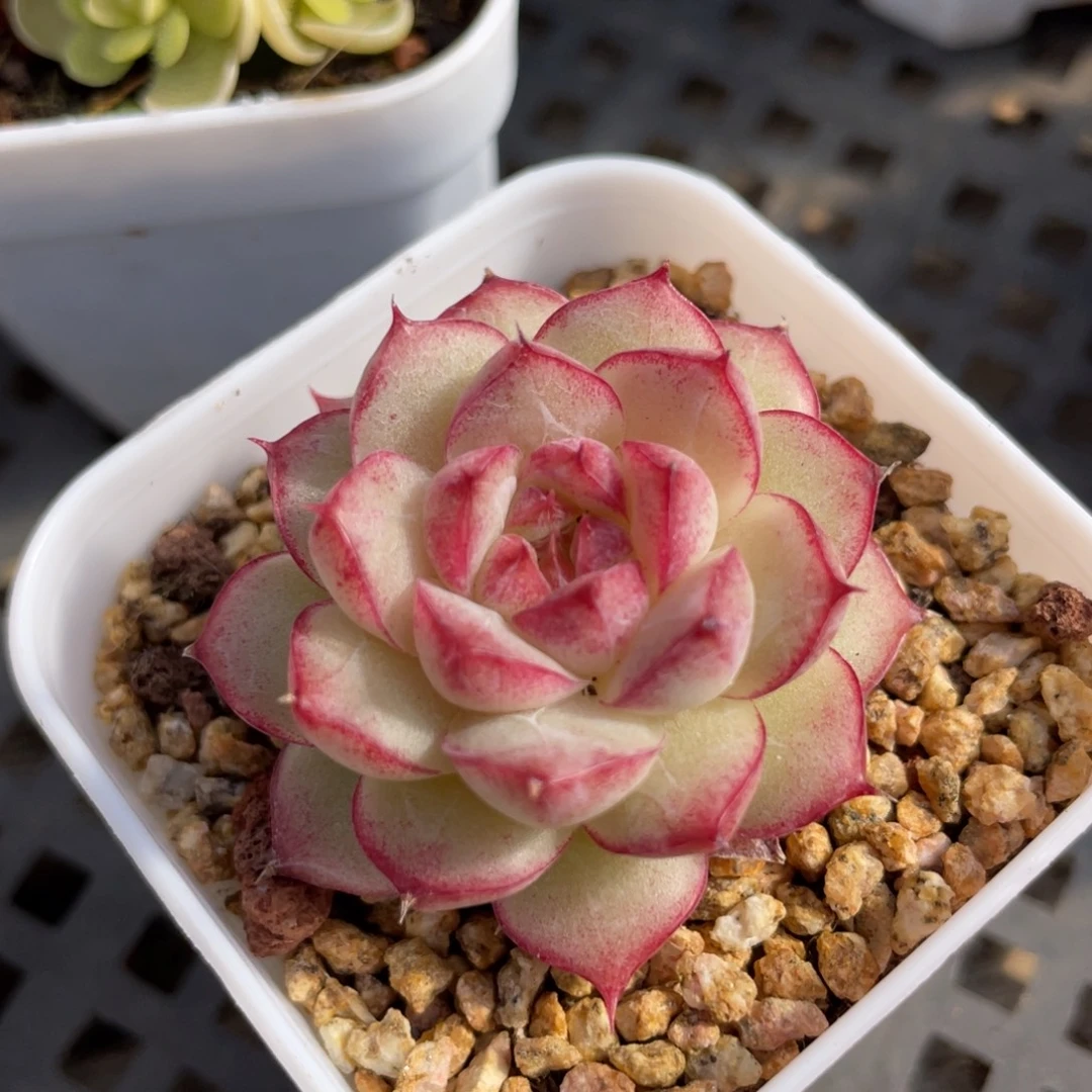 优选女王多肉福利1643