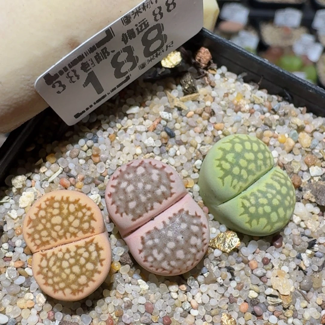Zzzz精品生石花188