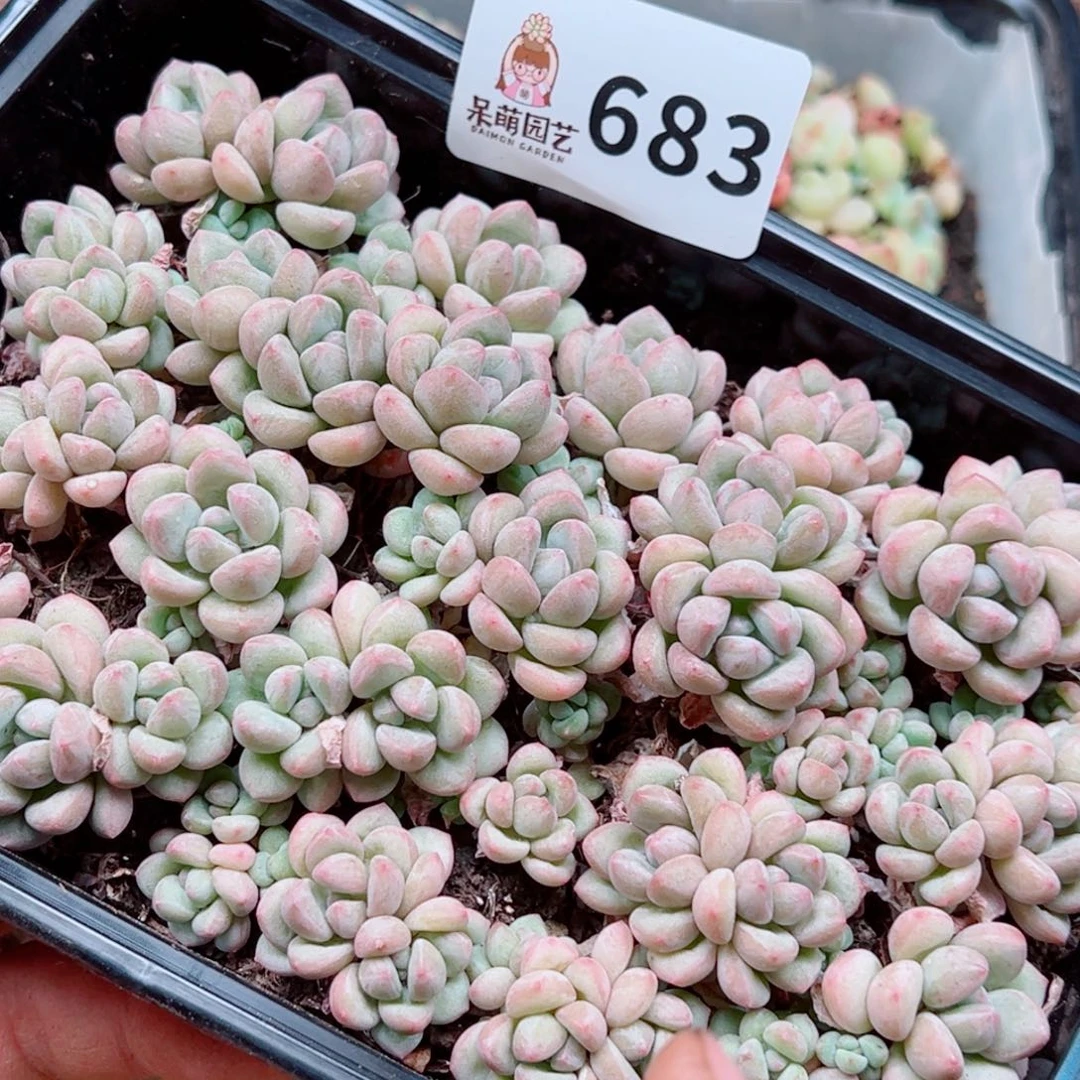 多肉植物多肉植物