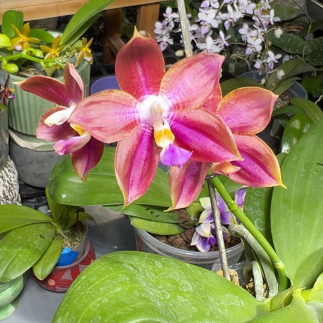 大部分开放少量花苞