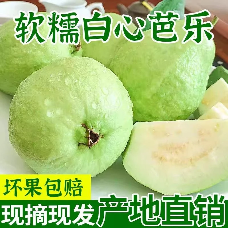 正宗福建奶油芭乐清甜软糯一果两吃新鲜采摘白心番石榴低糖低卡高