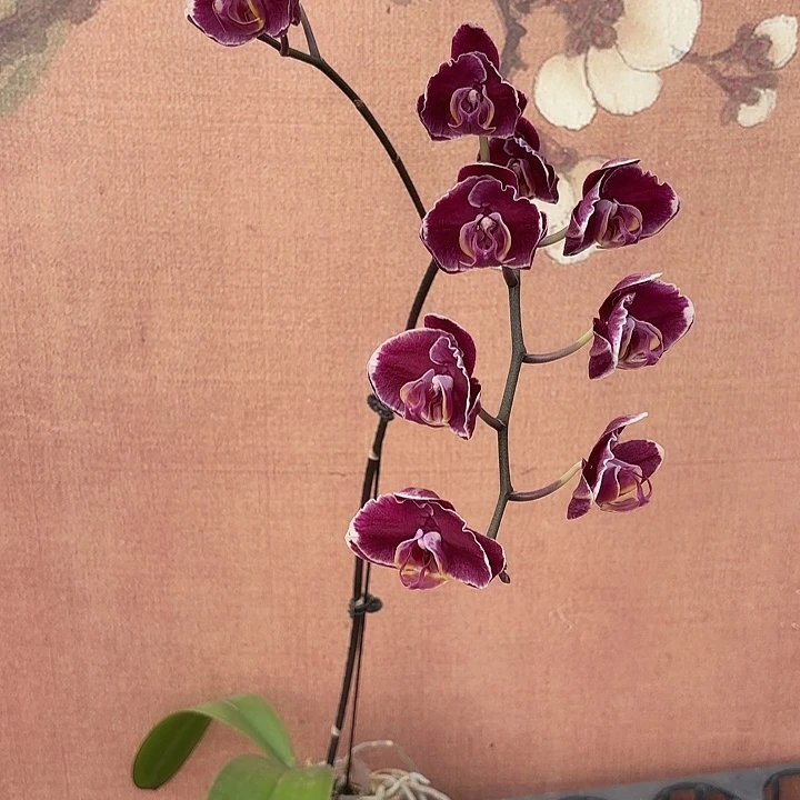 啊***y完全开放015蝴蝶兰实生