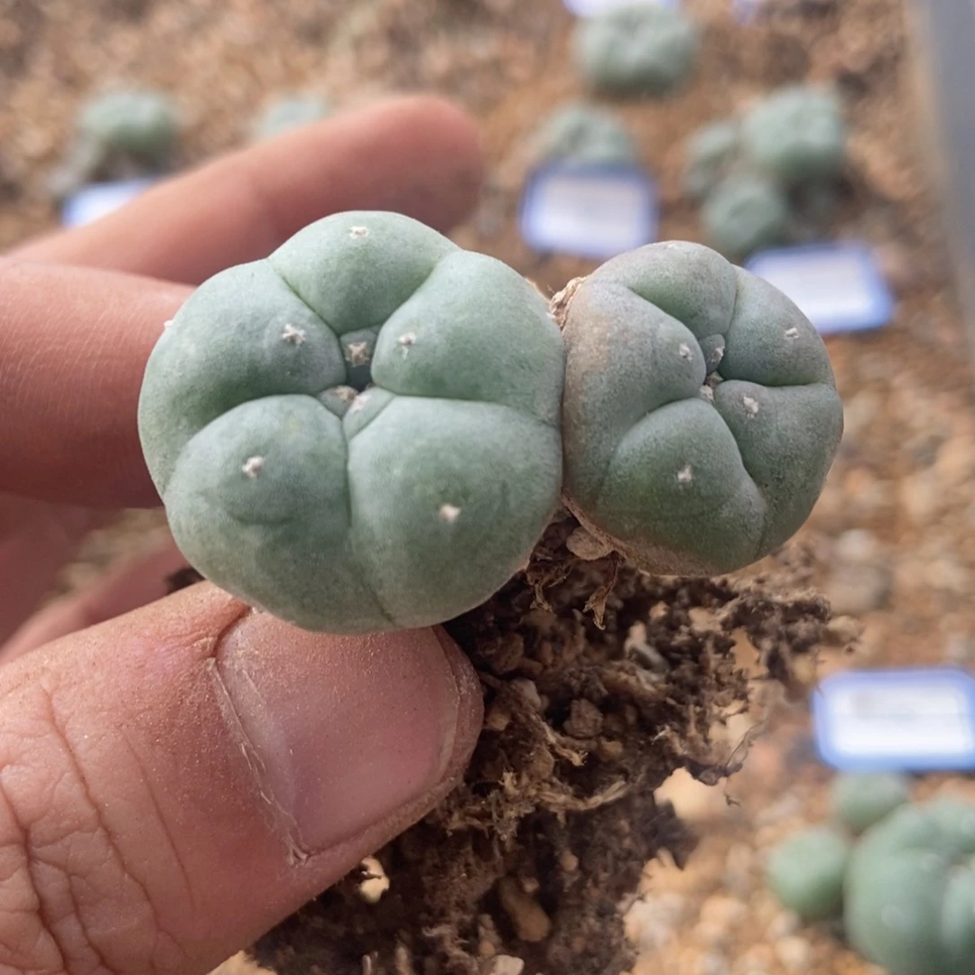 双头乌，萝卜根脱土