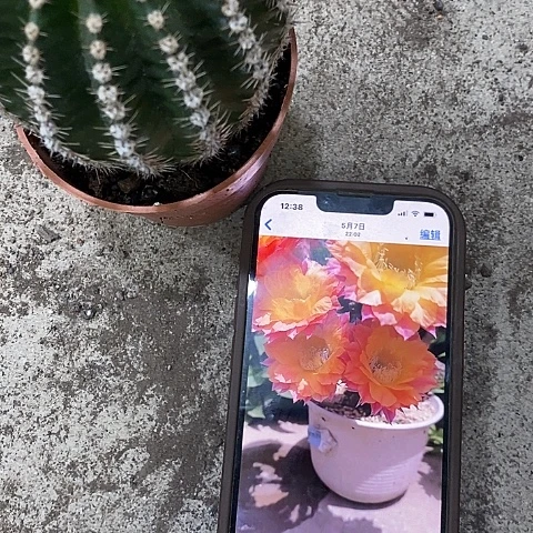 激流仙人球，高6-10公分左右