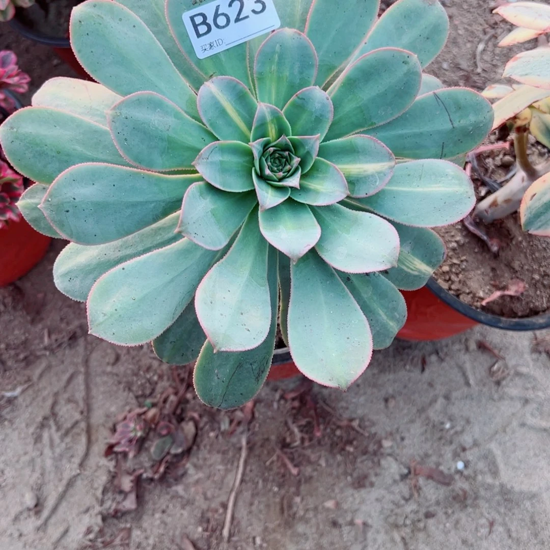 623灿烂中斑多肉植物