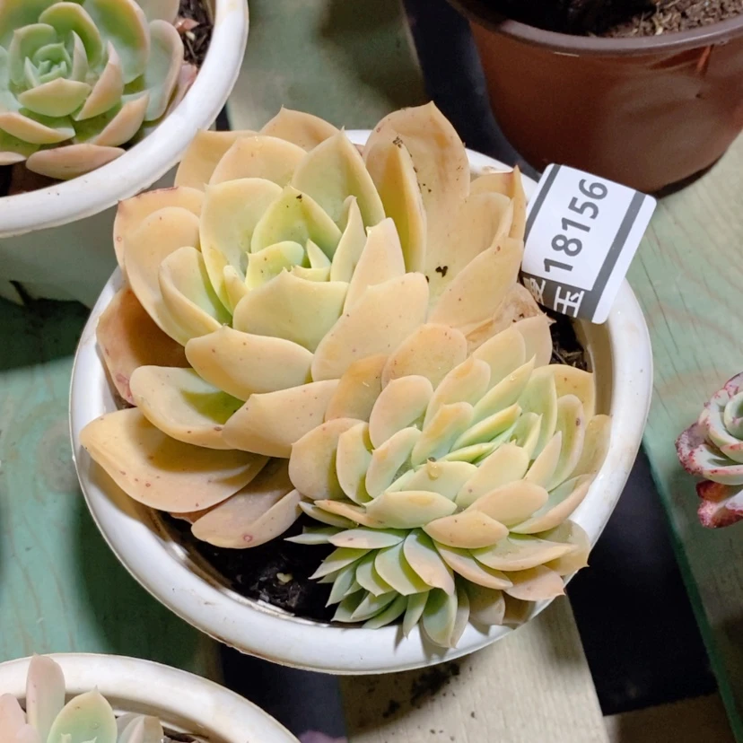 【闪购商品】领*星娜塔18156