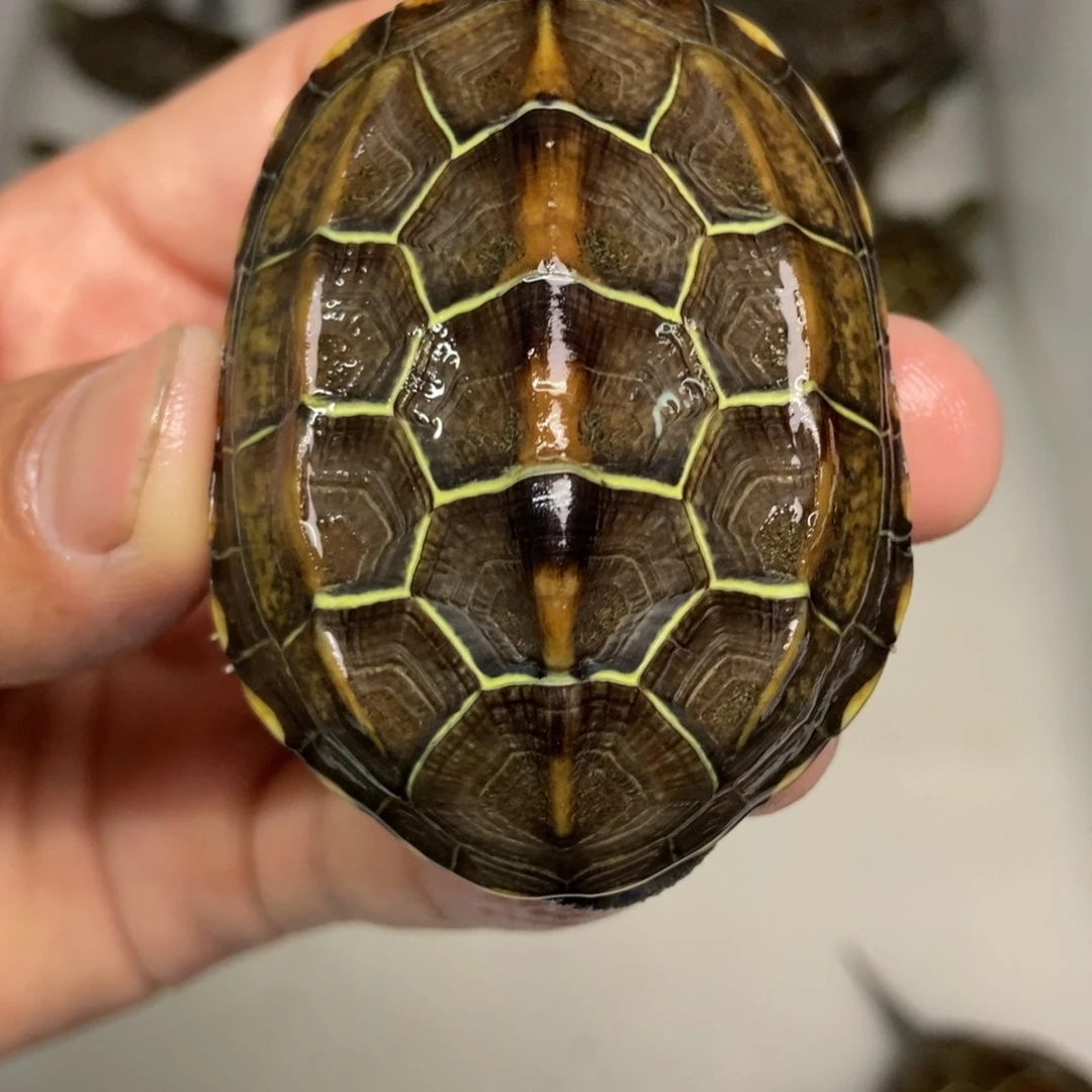 中华草龟不分公母
