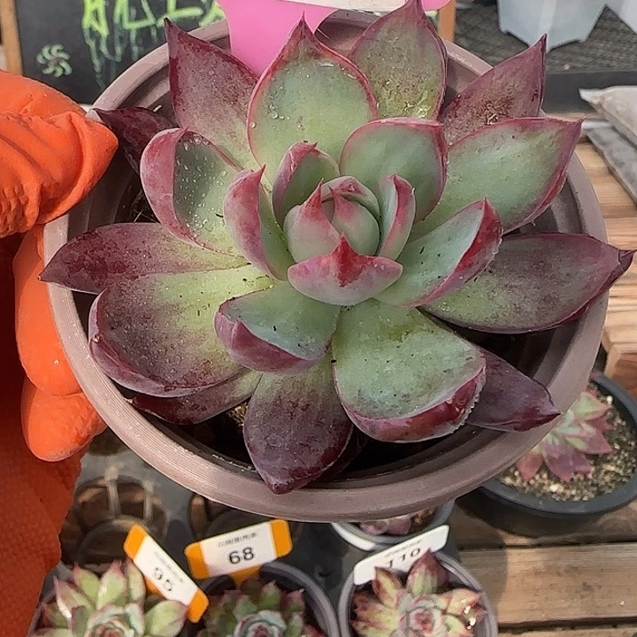 29 惊鸿仙子多肉植物