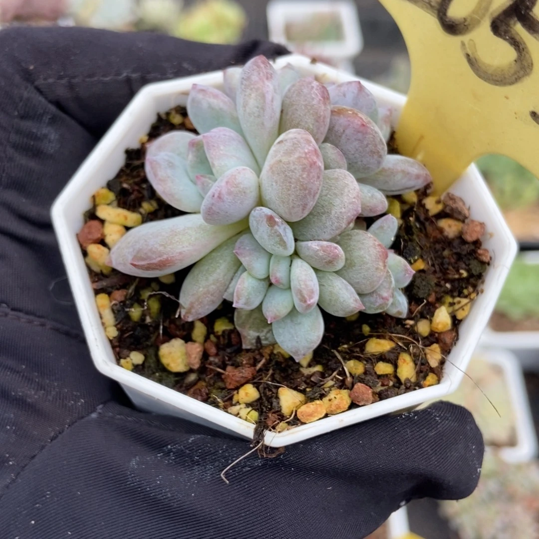 2053石化星影多肉植物