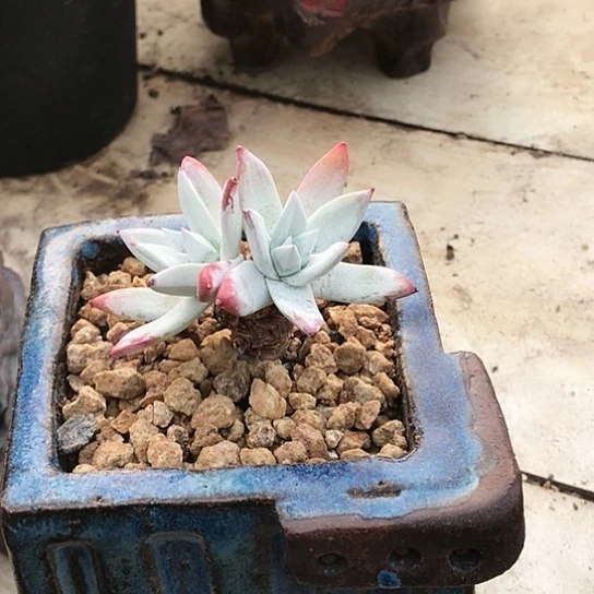 韩货刘丹仙女棒杯