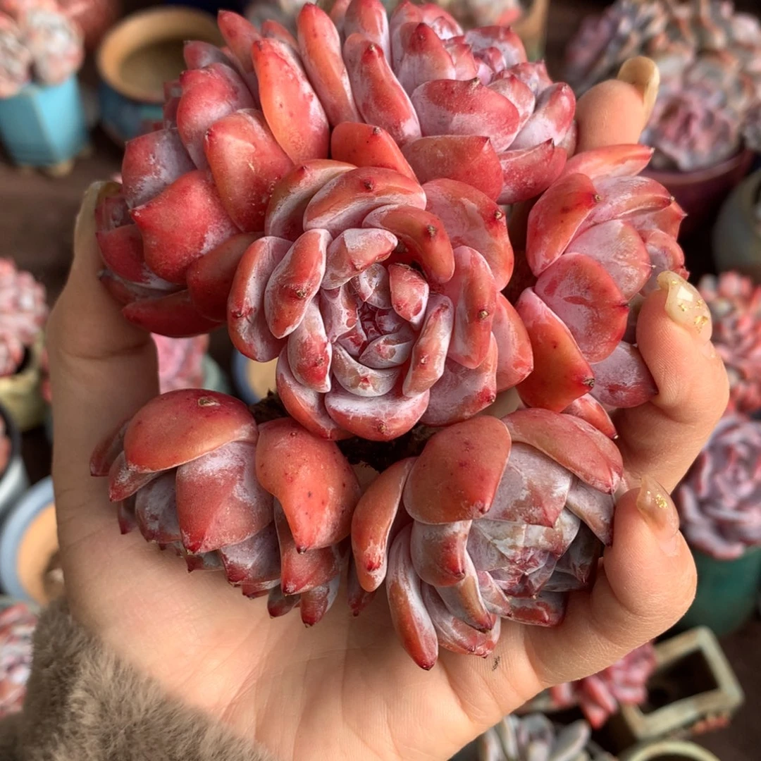 3个双头拼的哈哈哈哈哈哈哈哈