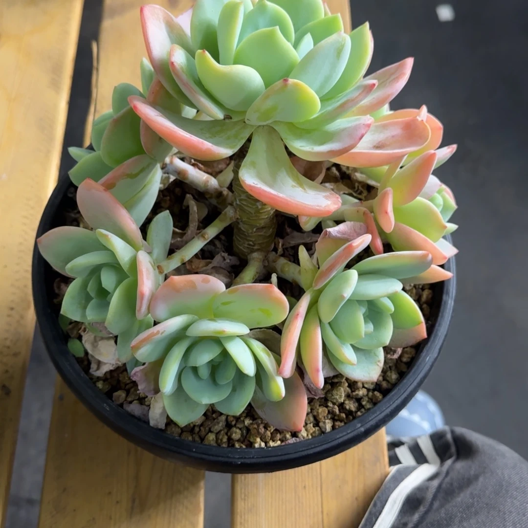 ༺***༻差价             柚子茶