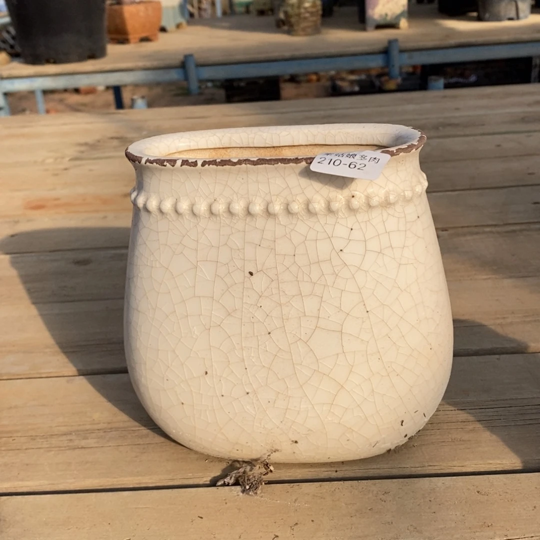 心**飞62号多肉盆一个呀