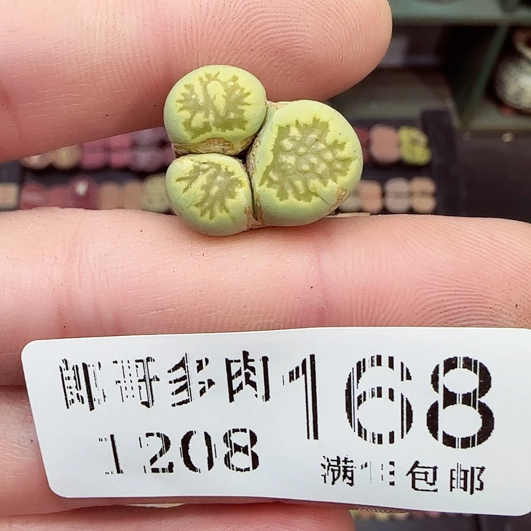 满满18包邮1208-168