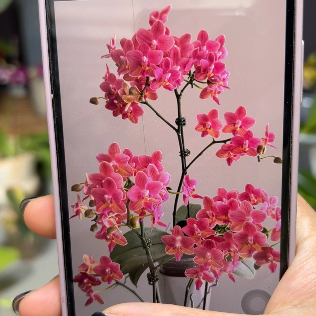 当前无花栽培后可以开花魅力3252