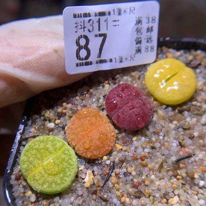 精品生石花311.87