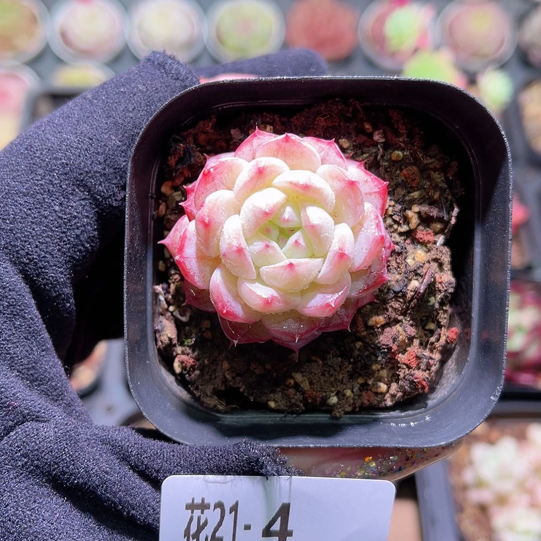 花利美21-4白桃汽水