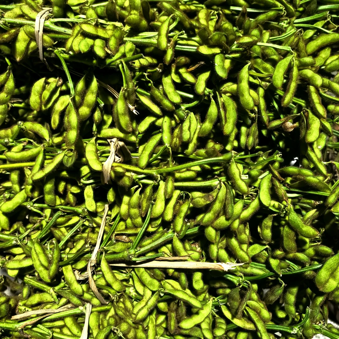 【顺丰快递 农家新鲜毛豆】豆粒饱满  口感脆嫩