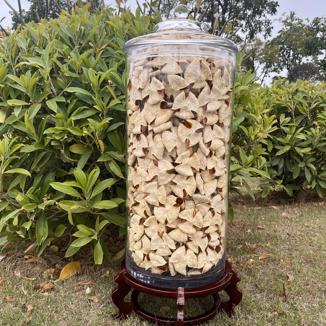 【牛比围冬后大红折花】2025东甲牛比围14年原枝冬后大红手工折花