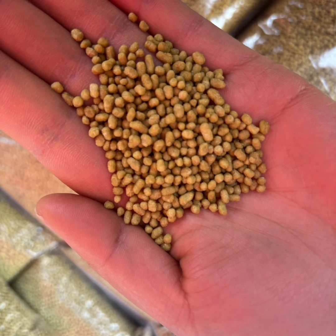 苦荞面果/苦荞茶/苦荞子/苦荞面粉/云南松山赶集5天1集