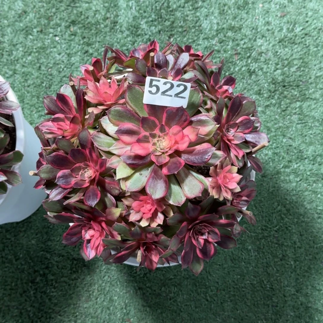 赊****息522！黑魔锦法师多肉植物