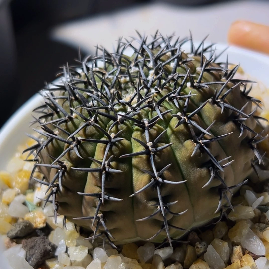 精品密刺黑凤福利188